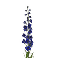 Delphinium Dark Blue (10 Stems)