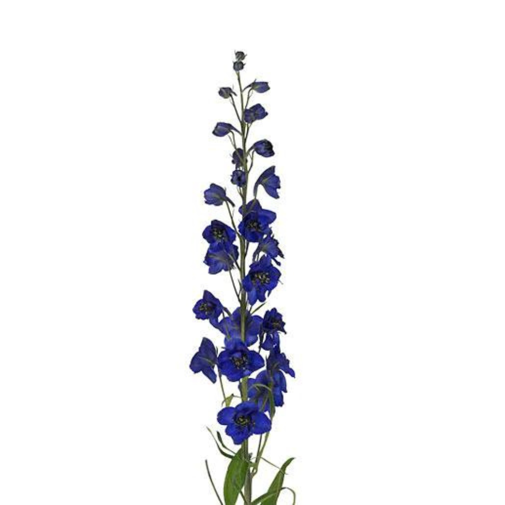 Delphinium Dark Blue (10 Stems)
