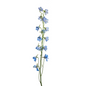 Delphinium Light Blue (10 stem bunch)