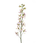 Delphinium Pink (10 stem bunch)