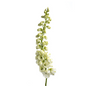 DELPHINIUM WHITE (10 stem bunch)