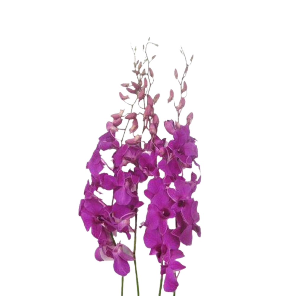 Orchid Dendrobium Hot Pink (10 Stems)