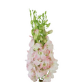 Orchid Dendrobium Blush (10 Stems)