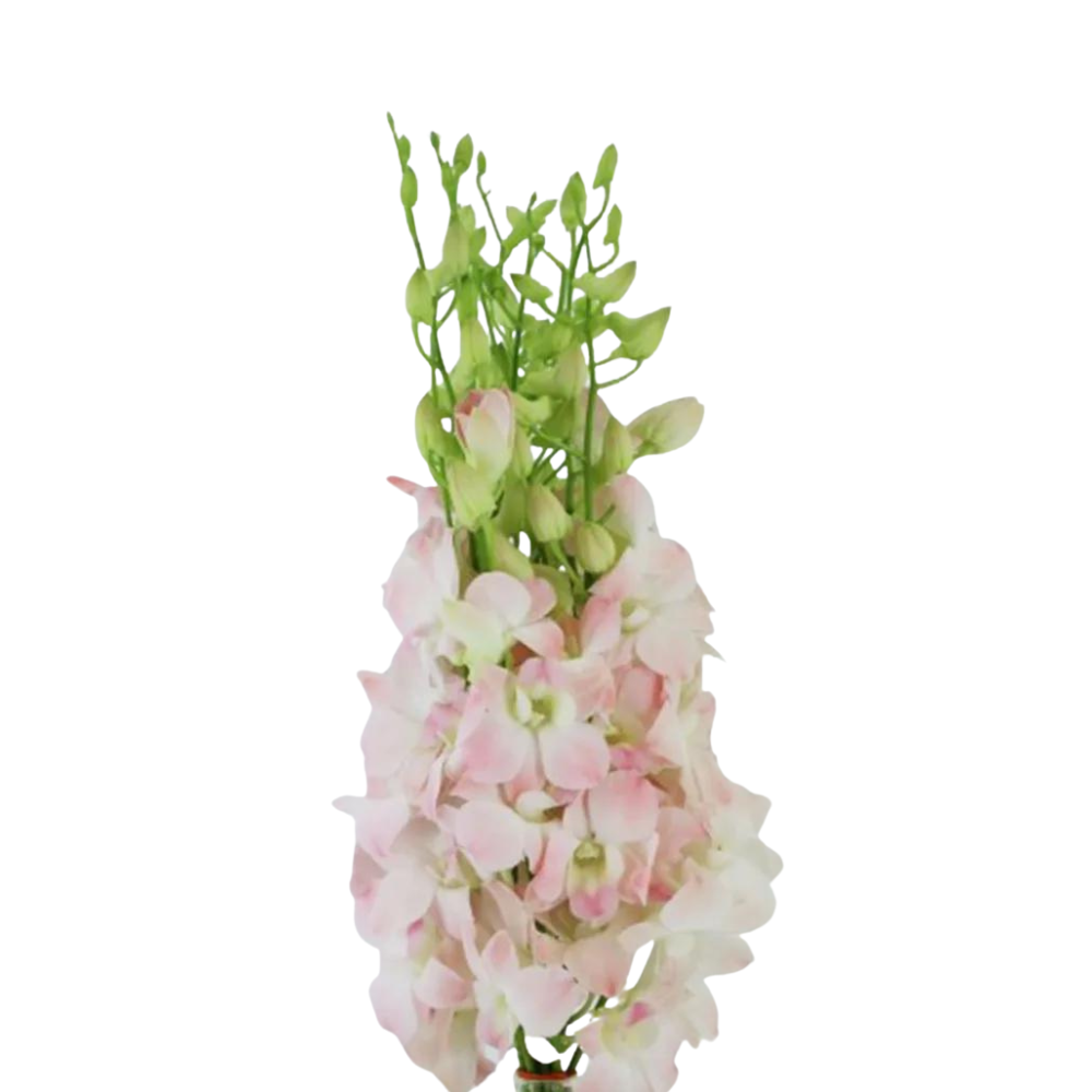 Orchid Dendrobium Blush (10 Stems)