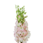 Orchid Dendrobium Blush (10 stem bunch)