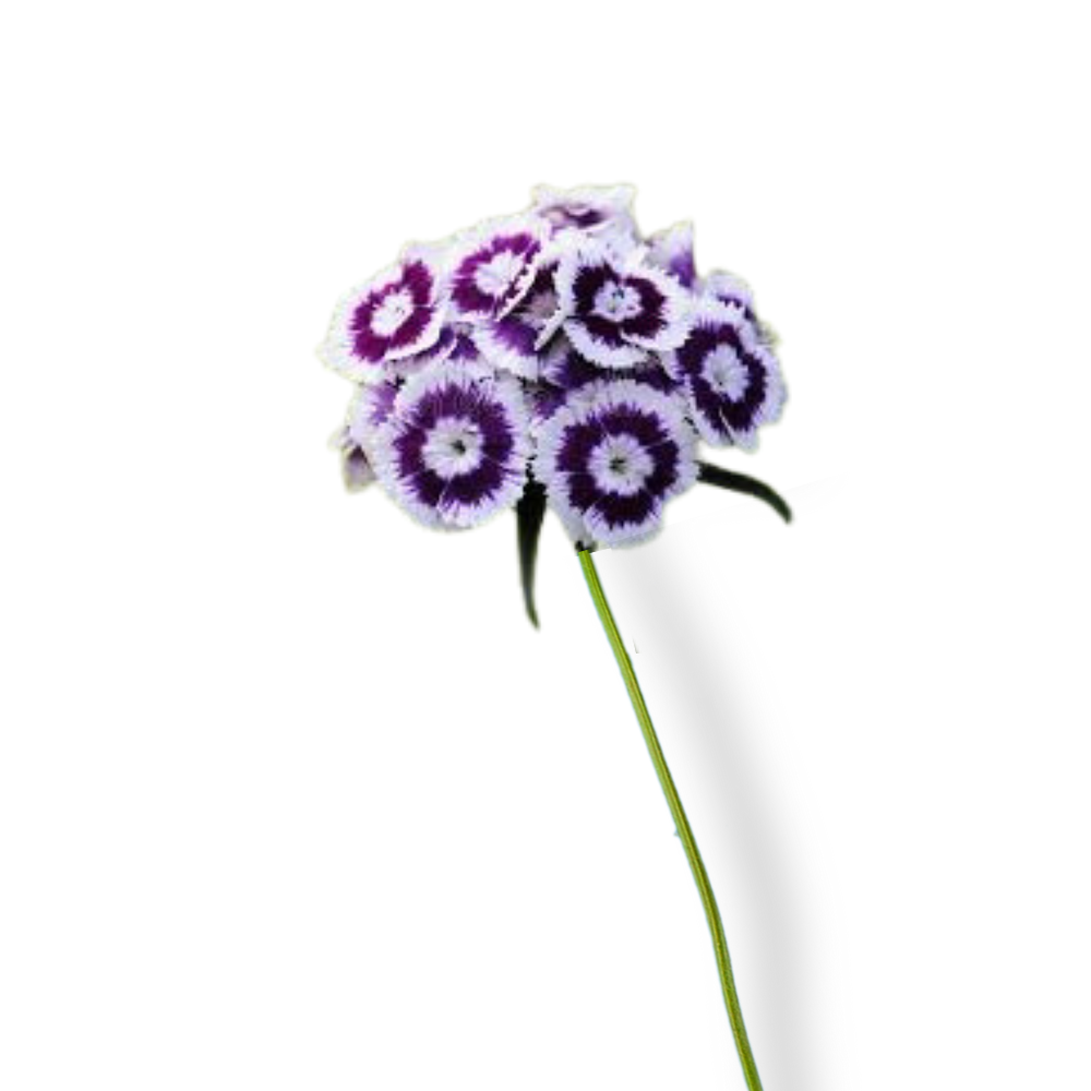 Dianthus Bicolor Purple (10 Stems)