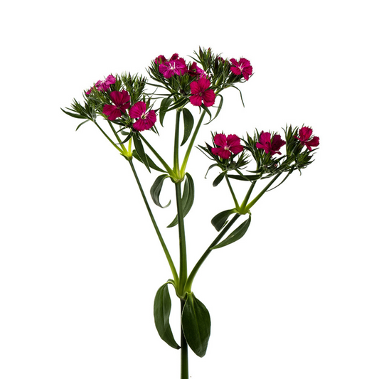 Dianthus Dark Pink (10 Stems)
