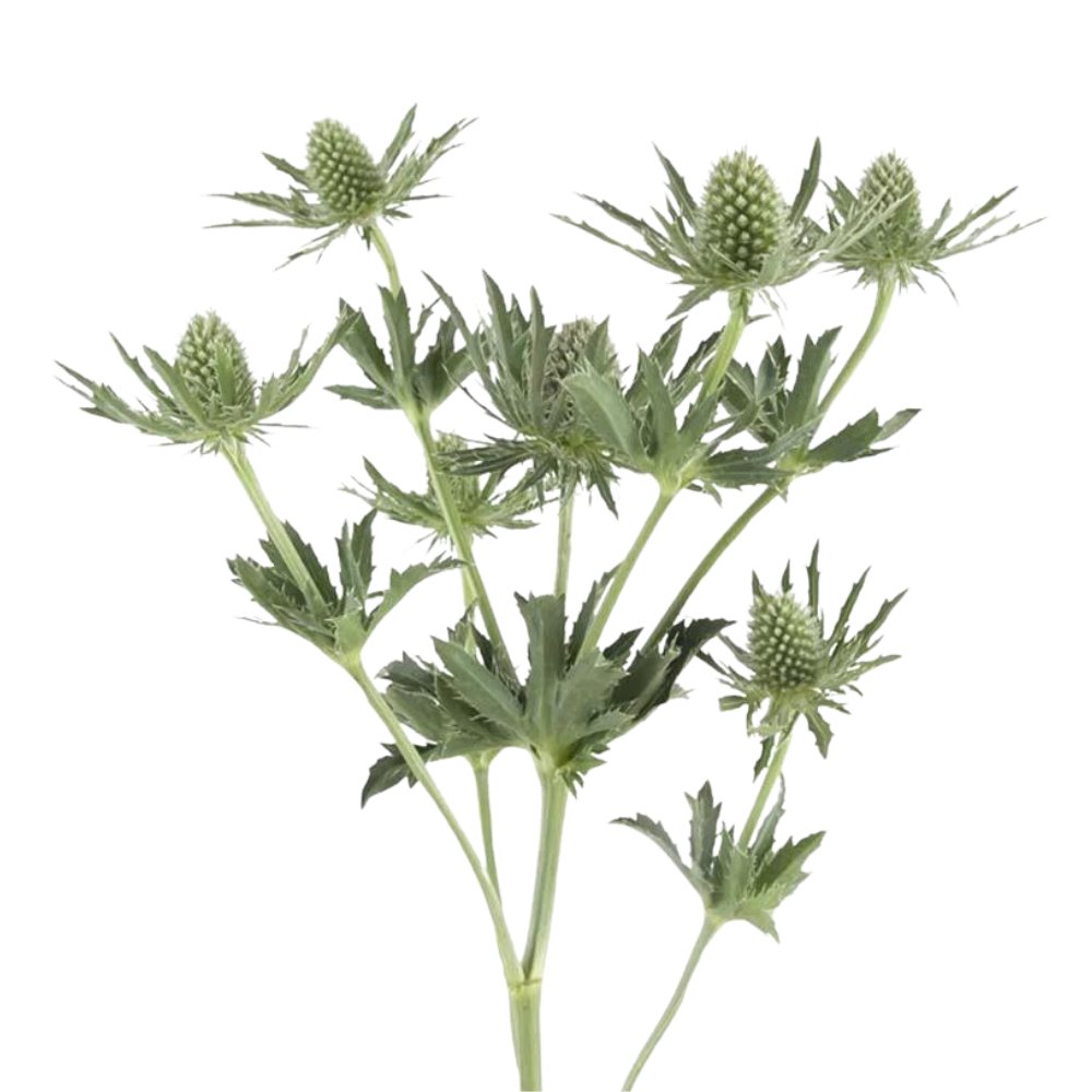 Eryngium Green Thistle (5 Stems) Metro Flower Market