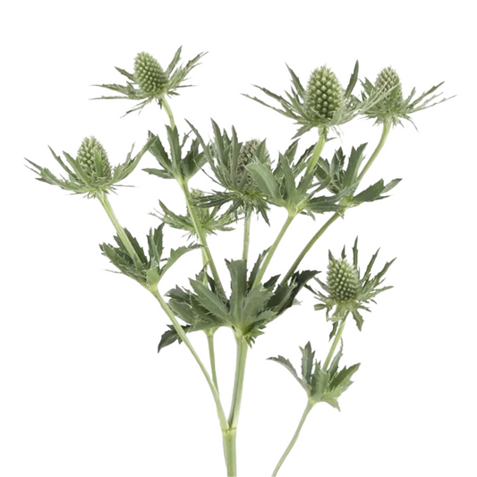 Eryngium Green Thistle (5 Stems)
