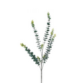 Eucalyptus True Blue (10 Stems)