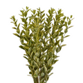 Euonymus (10 Stems)