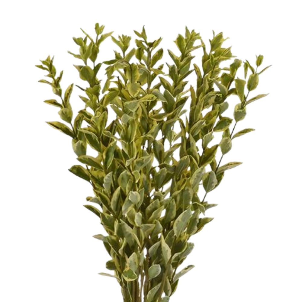 Euonymus (10 Stems)