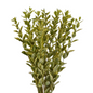 Euonymus (10 stem bunch)