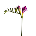 Freesia Purple