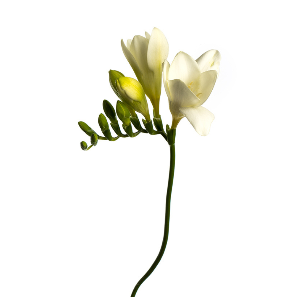 Freesia White