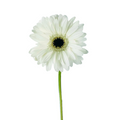 Gerbera Dark Center White (10 stems)