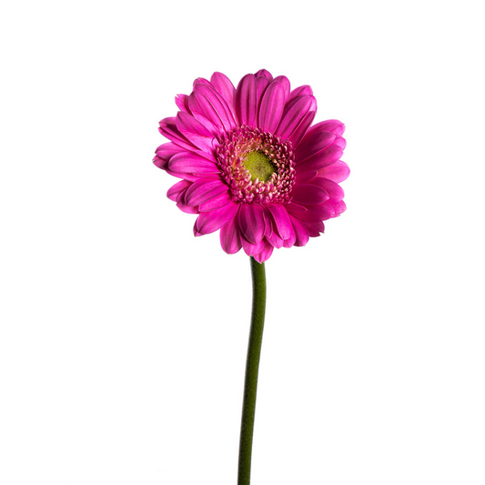 Gerbera Dark Pink (10 stems)