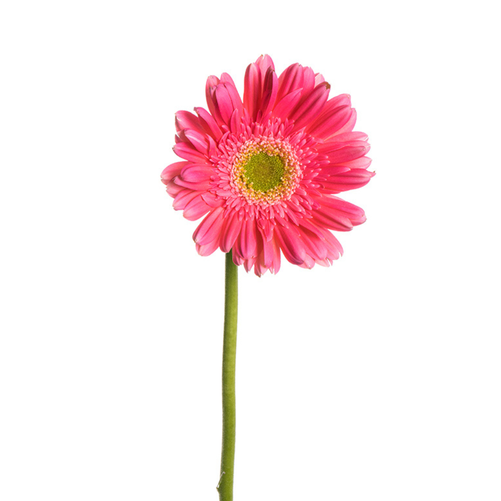 Gerbera Light Center Medium Pink (10 stems)