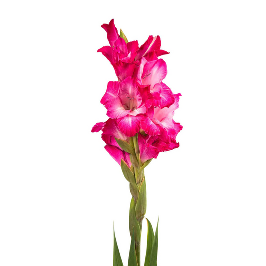 Gladiola Pink (10 stems)