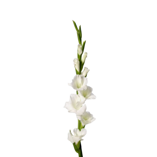 Gladiola White (10 stems)