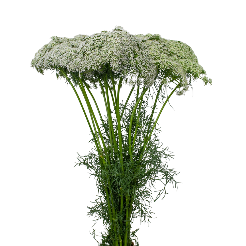 Green Mist (Amni Visnaga) (10 Stems)