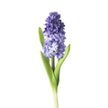 Hyacinth Purple (5 Stems)
