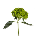 Hydrangea Mini Dark Green (Single Stem)