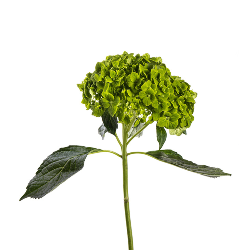 Hydrangea Mini Dark Green (Single Stem)