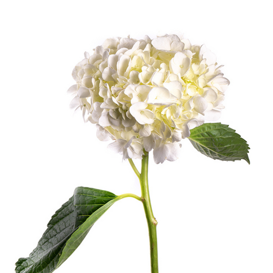Hydrangea White (5 Stems)