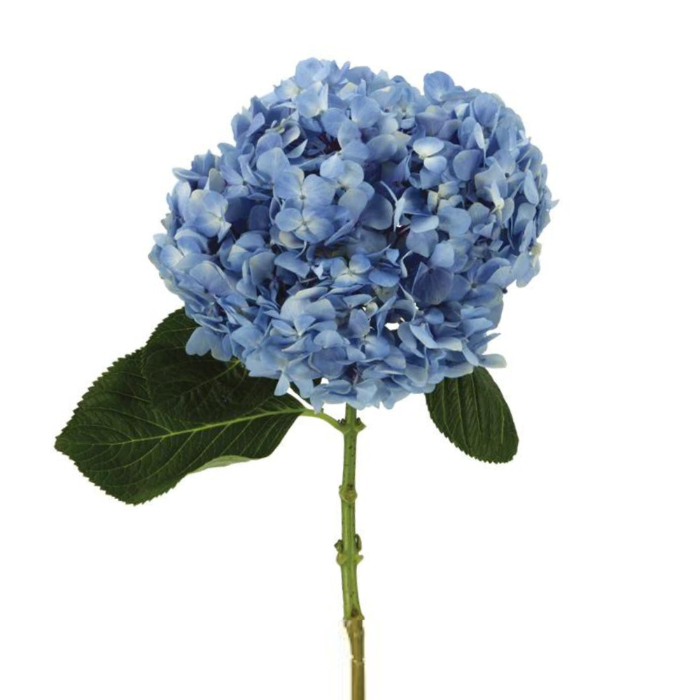 Hydrangea Dark Blue Premium (5 Stems)