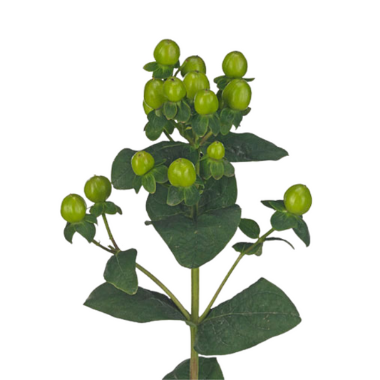 Hypericum Green (10 Stems)