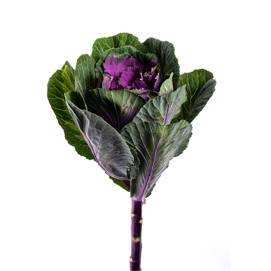 Kale Purple (5 stems)