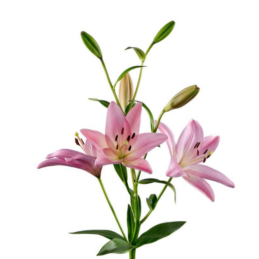 Asiatic Lily Pink (10 stems)