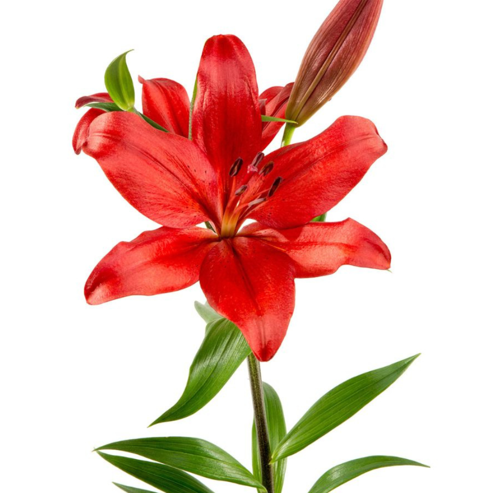 Asiatic Lily Red (10 stems) Metro Flower Market
