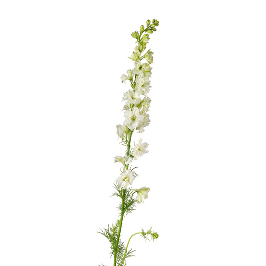 Larkspur White (10 stems)