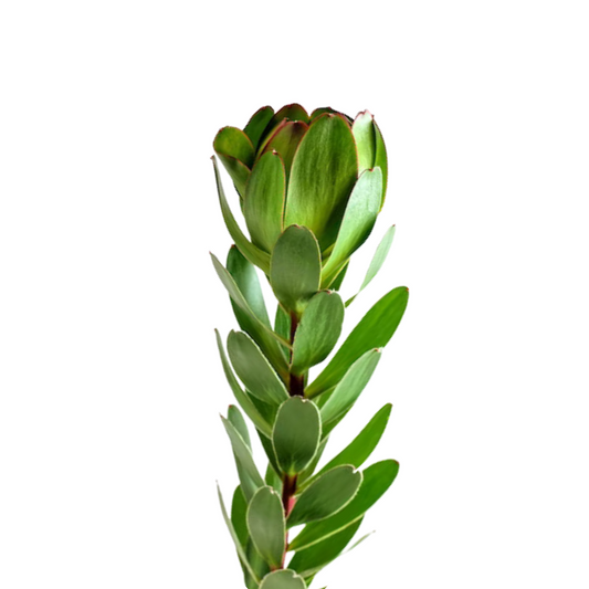 Leucadendron Green (10 Stems)