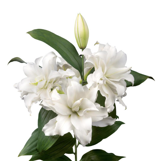 Asiatic Lily Double White (10 Stems)