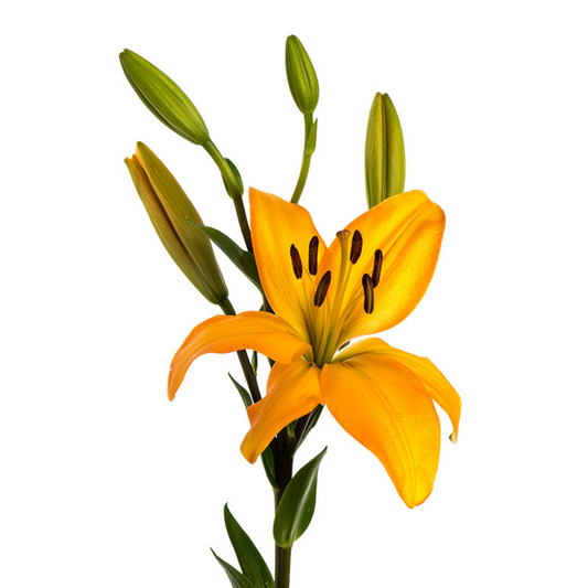 Asiatic Lily Orange (10 stems)