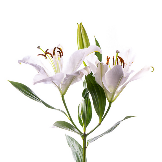 Asiatic Lily White (10 stems)