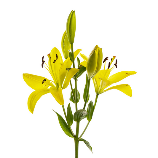 Asiatic Lily Yellow (10 stems)