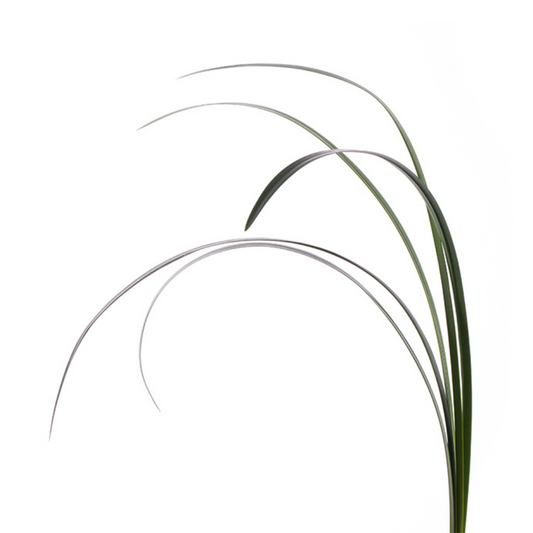 Lily Grass (10 stems)