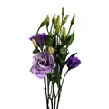 Lisianthus Lavender Canadian (10 stems)