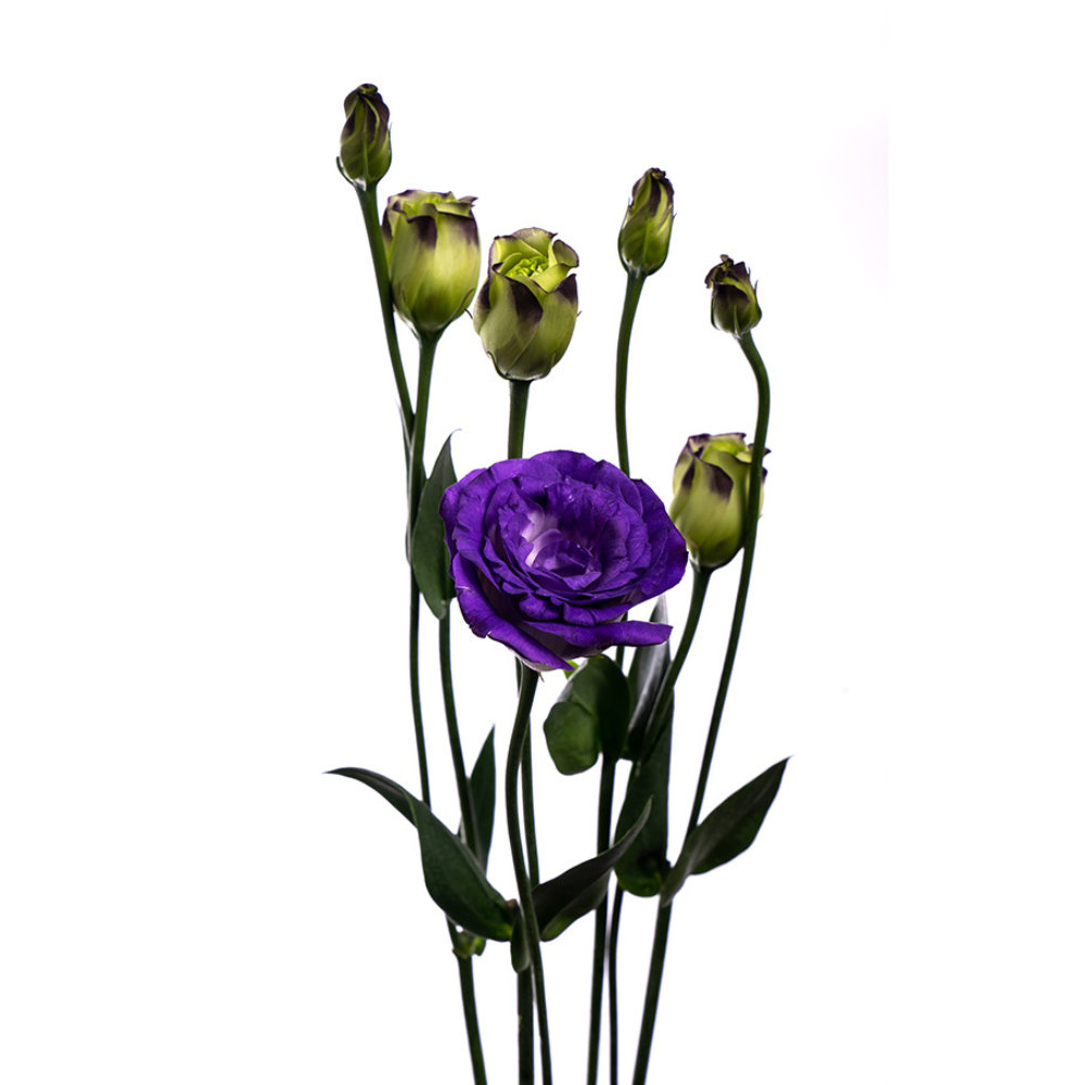 Lisianthus Purple Canadian (10 stems)