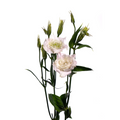 Lisianthus White Canadian (10 stems)