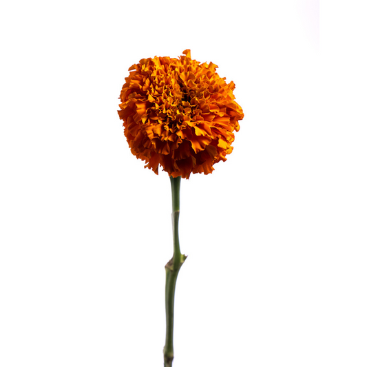 Marigold Orange (10 stems)