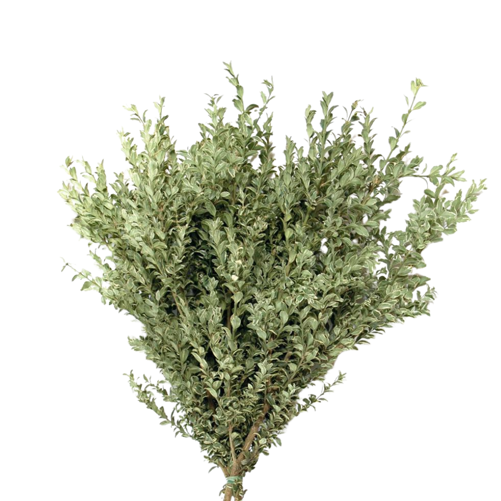 Oregonia Variegated (10 Stems)