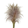 Pampas, Fresh (5 Stems)