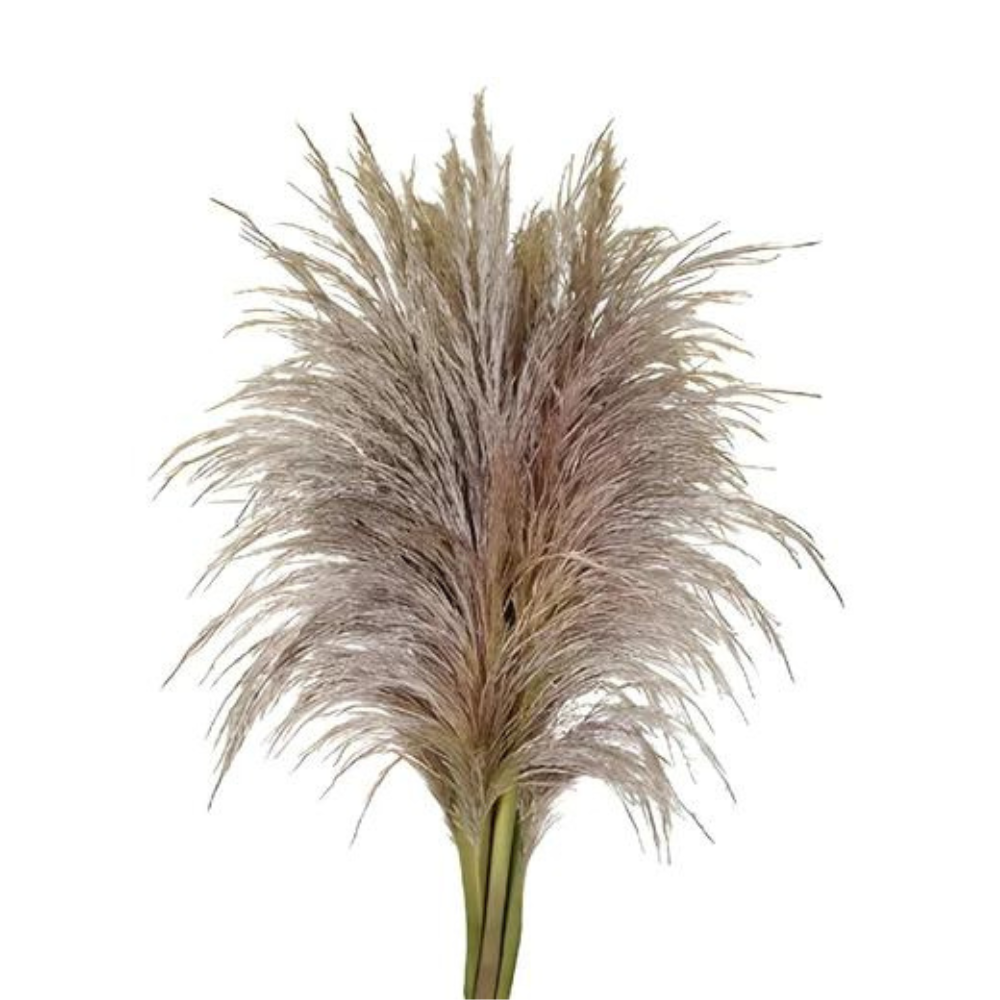 Pampas, Fresh (5 Stems)