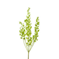 Pennycress (10 Stems)