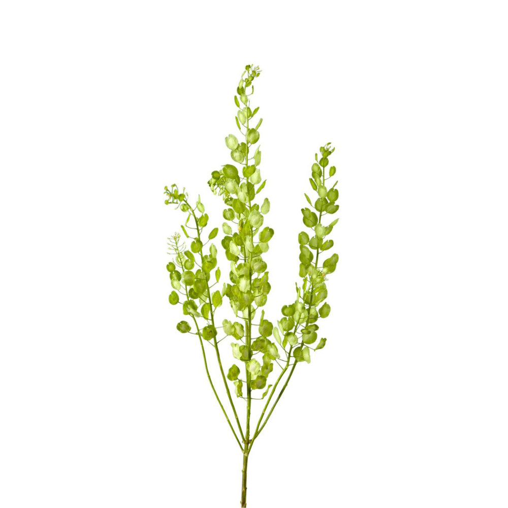 Pennycress (10 Stems)